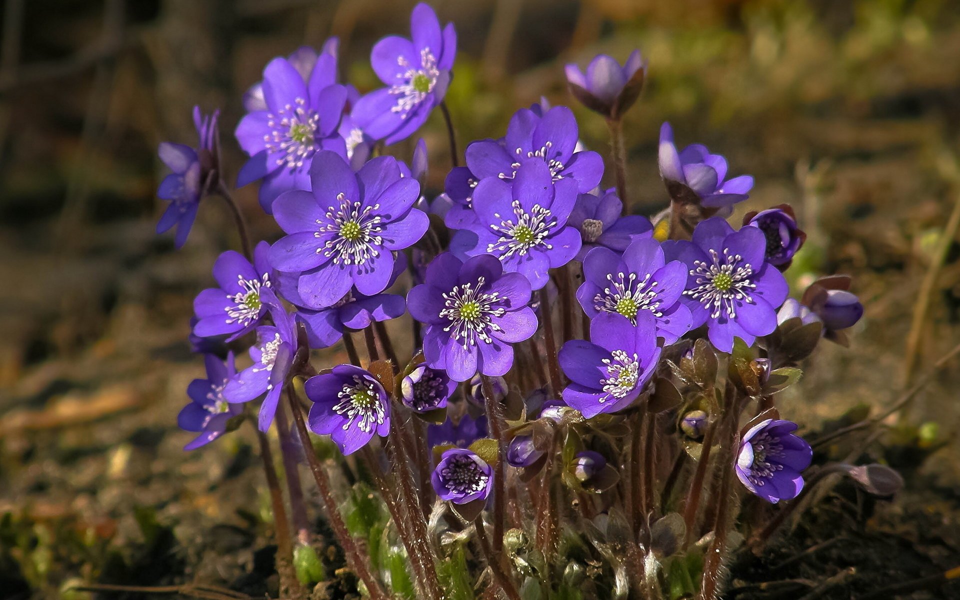 flores violetas primavera naturaleza