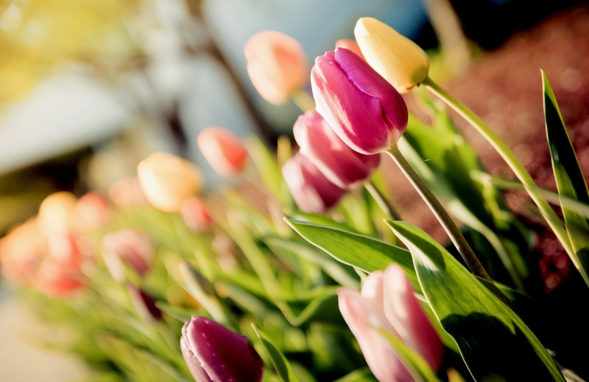 tulips macro tulips flower