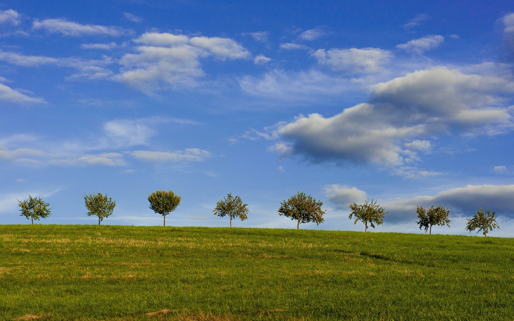 ciel arbres champ été