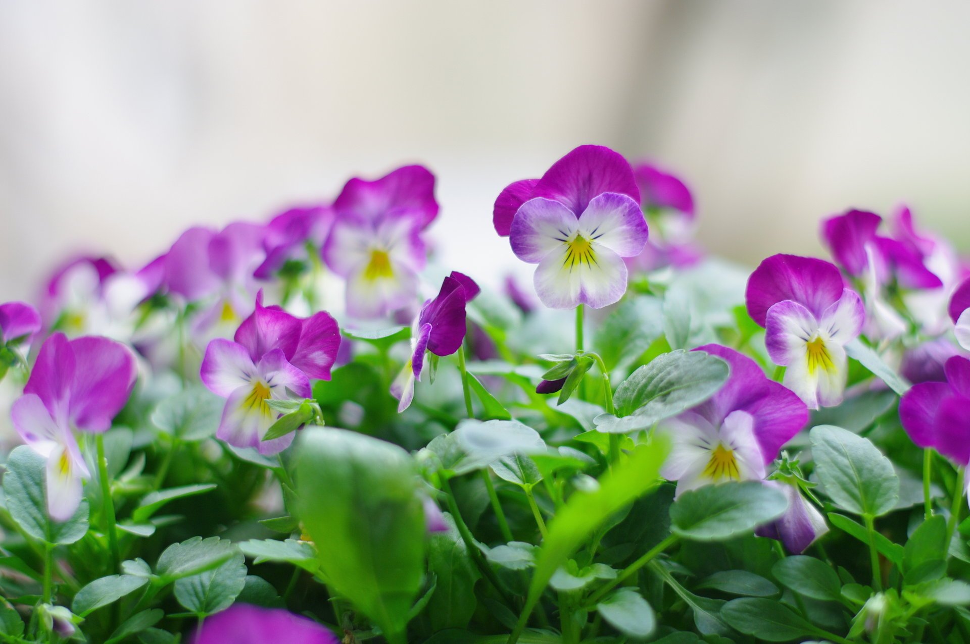 fiori natura piante viole del pensiero primavera verde