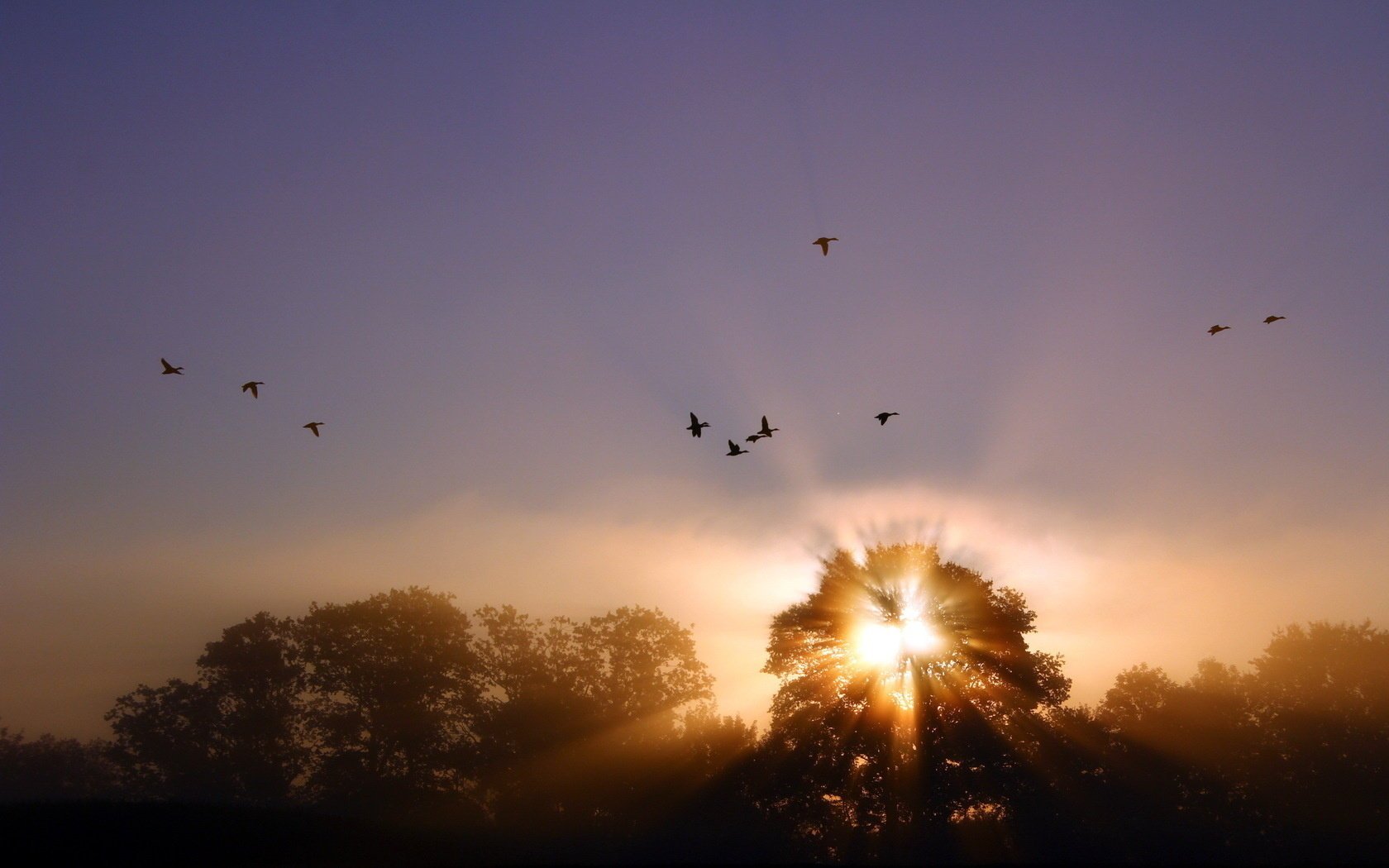 light landscape birds fog sunset