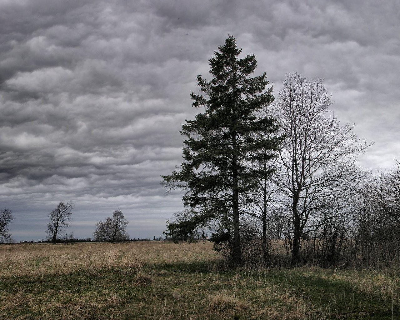 tree clouds rain