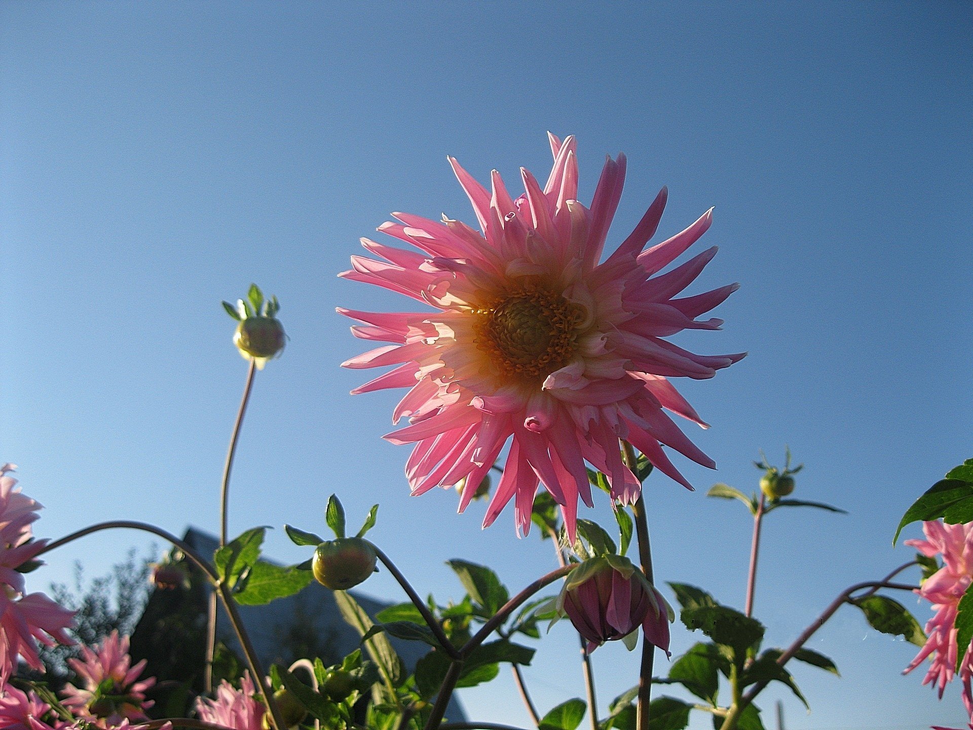 terry fleur rose dahlia ciel dégagé