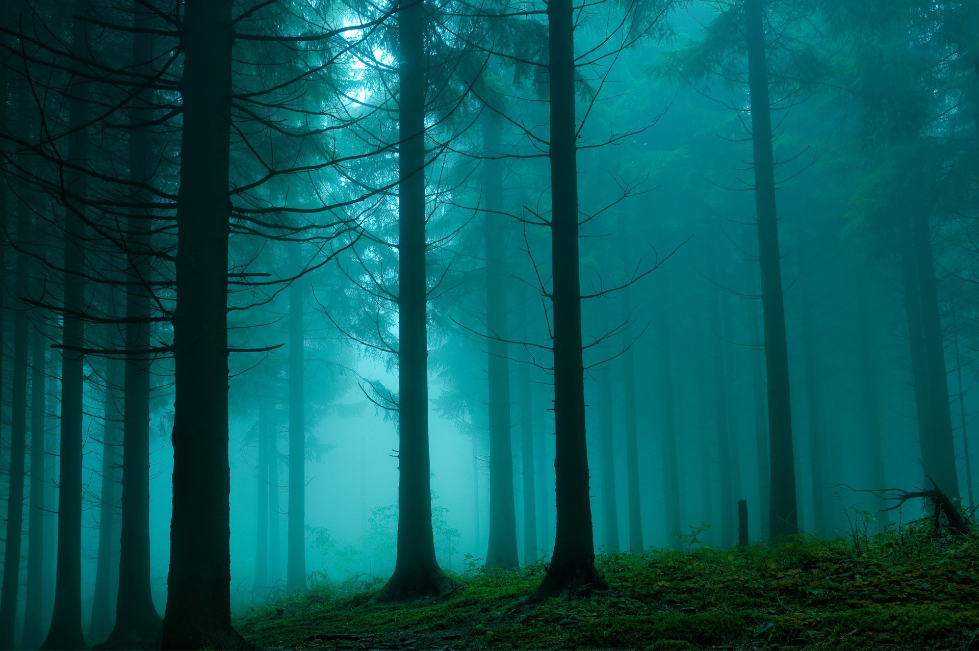 nature forêt brume