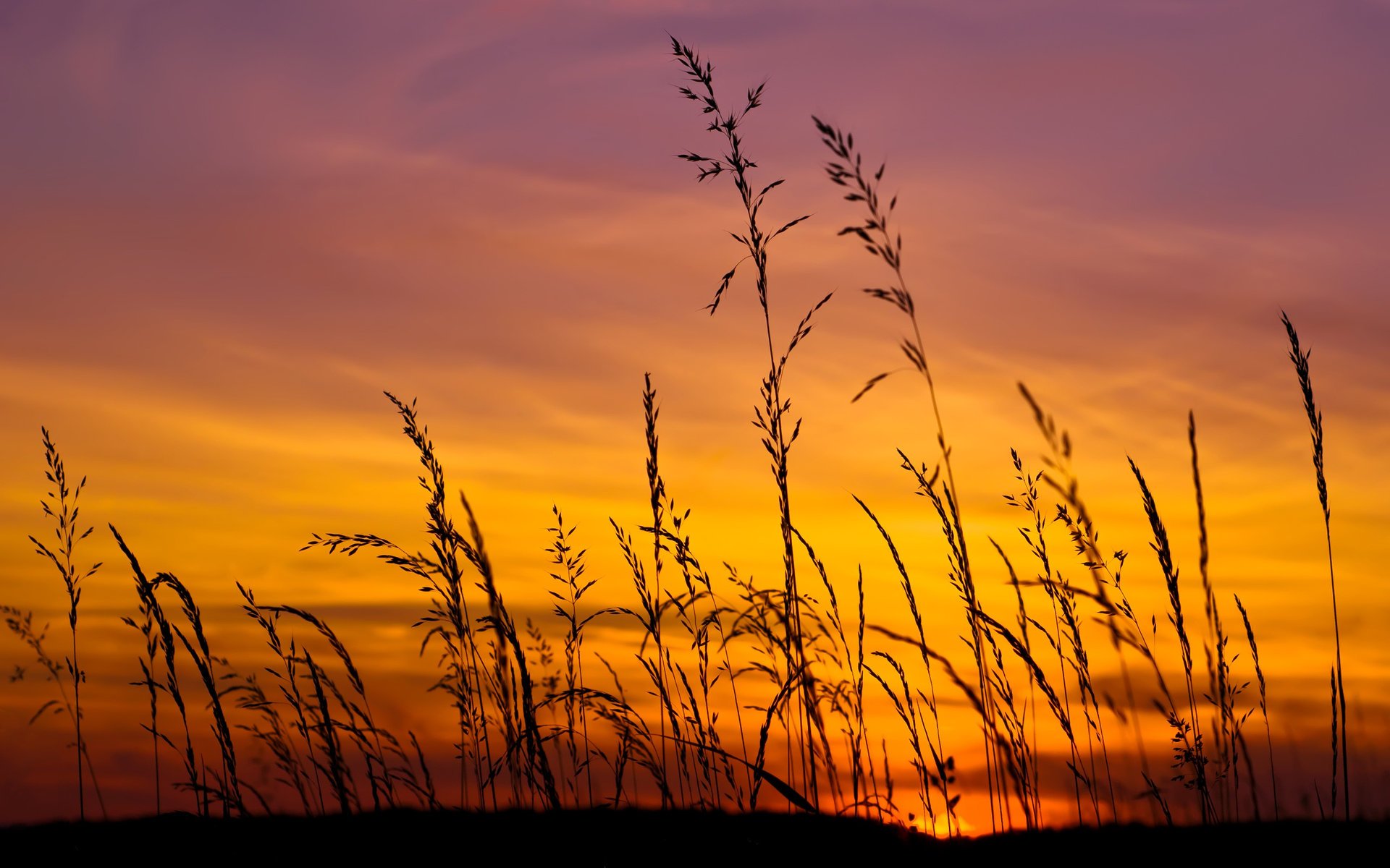 tramonto campo cielo sole erba