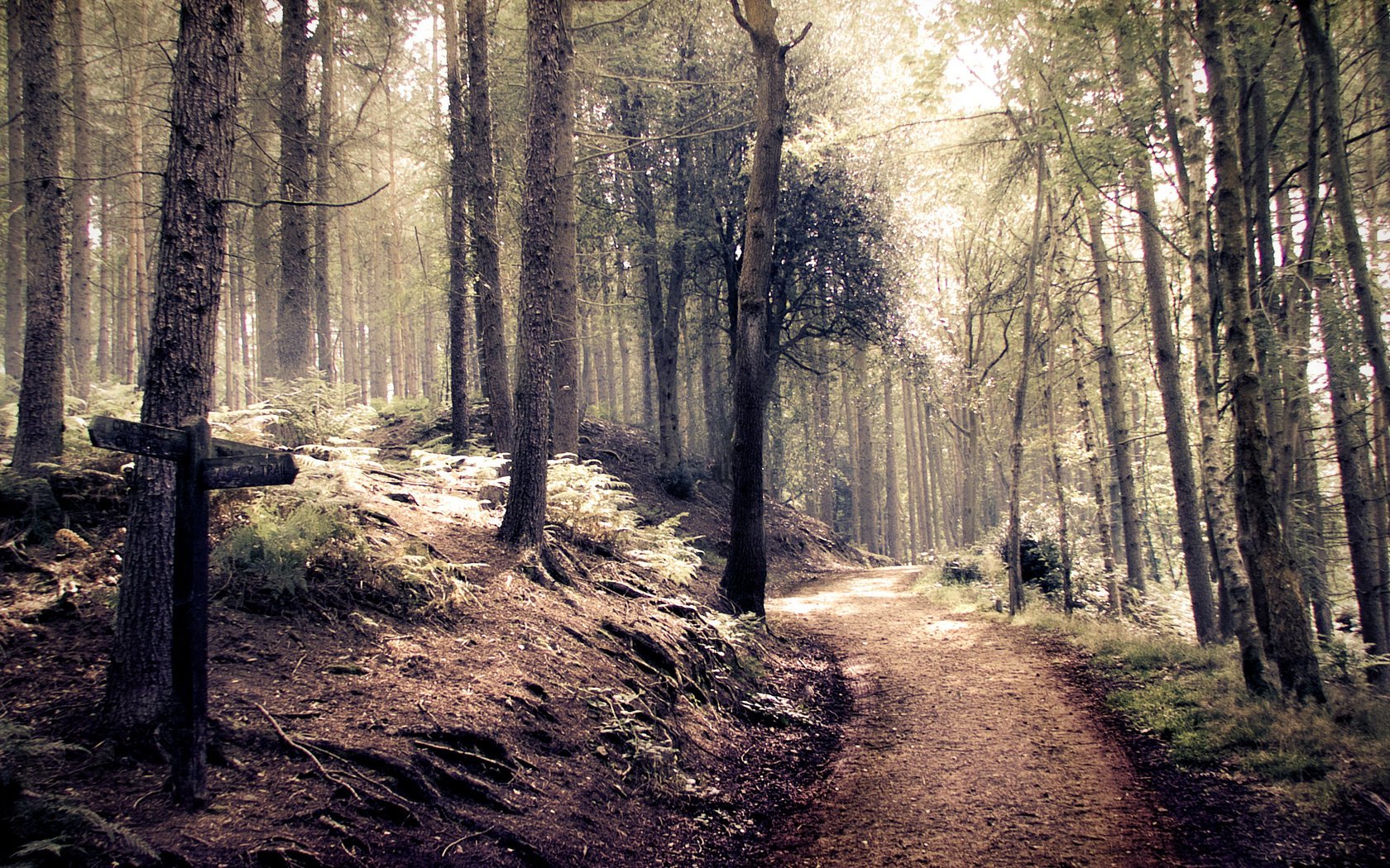 tyle forest path indie forest road pointer