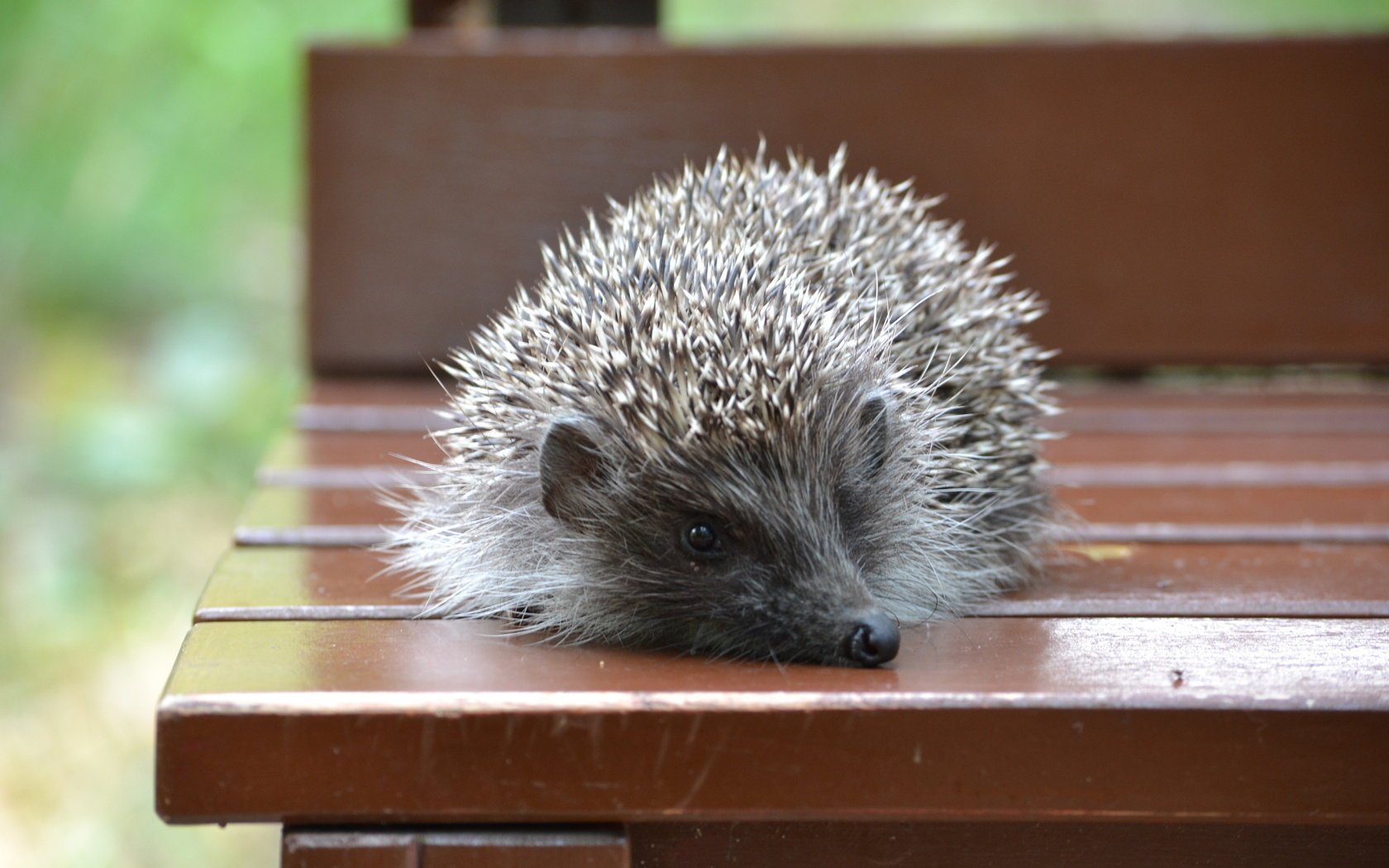 bench needles lies hedgehog