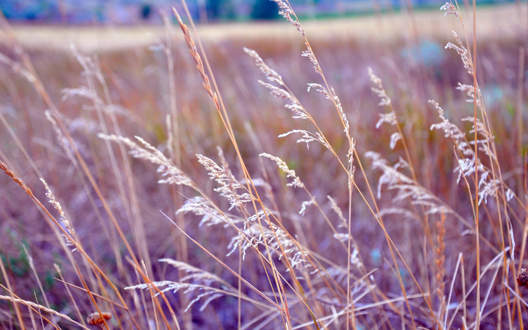 feld gras steppe