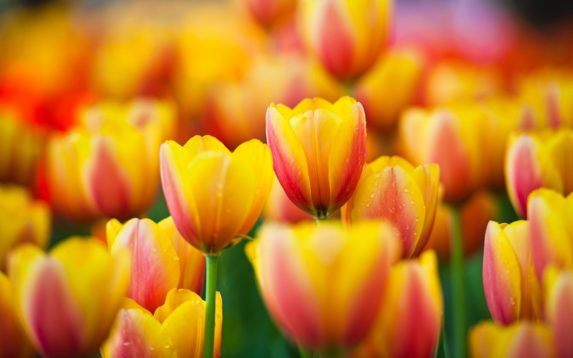 macro tulipani tulipani fiori yellow giallo flowers macro