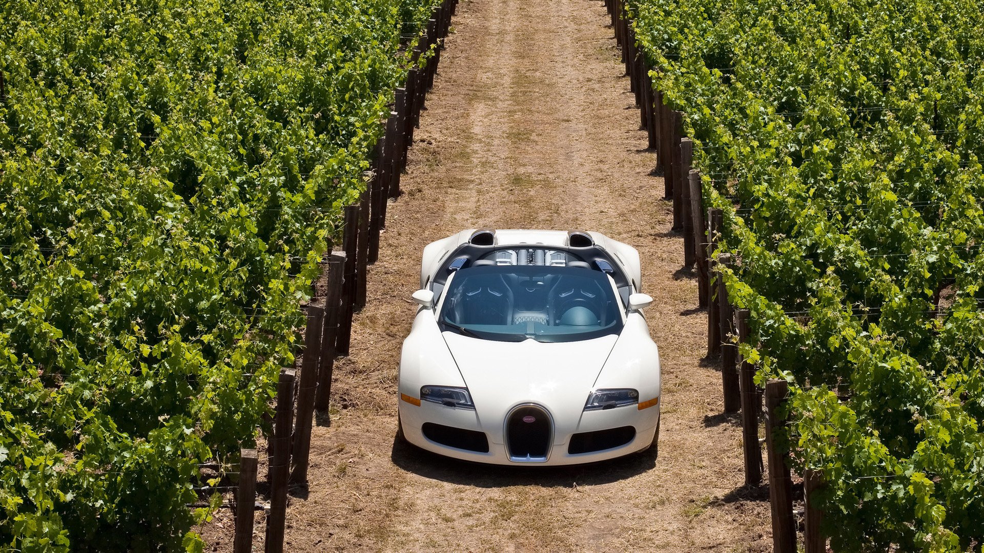 blanc voiture de sport raisin plontation