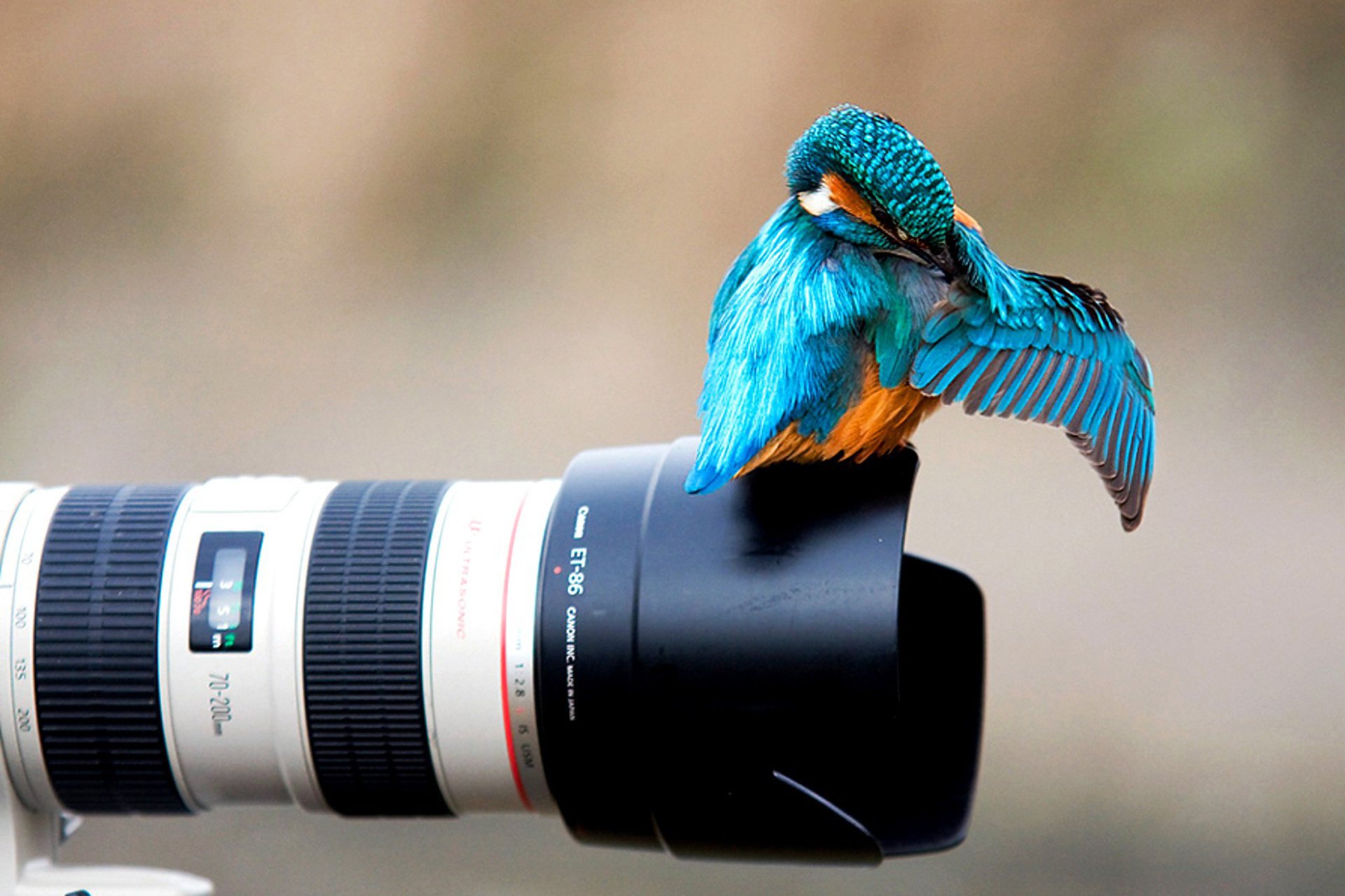 kingfisher bright bird the camera