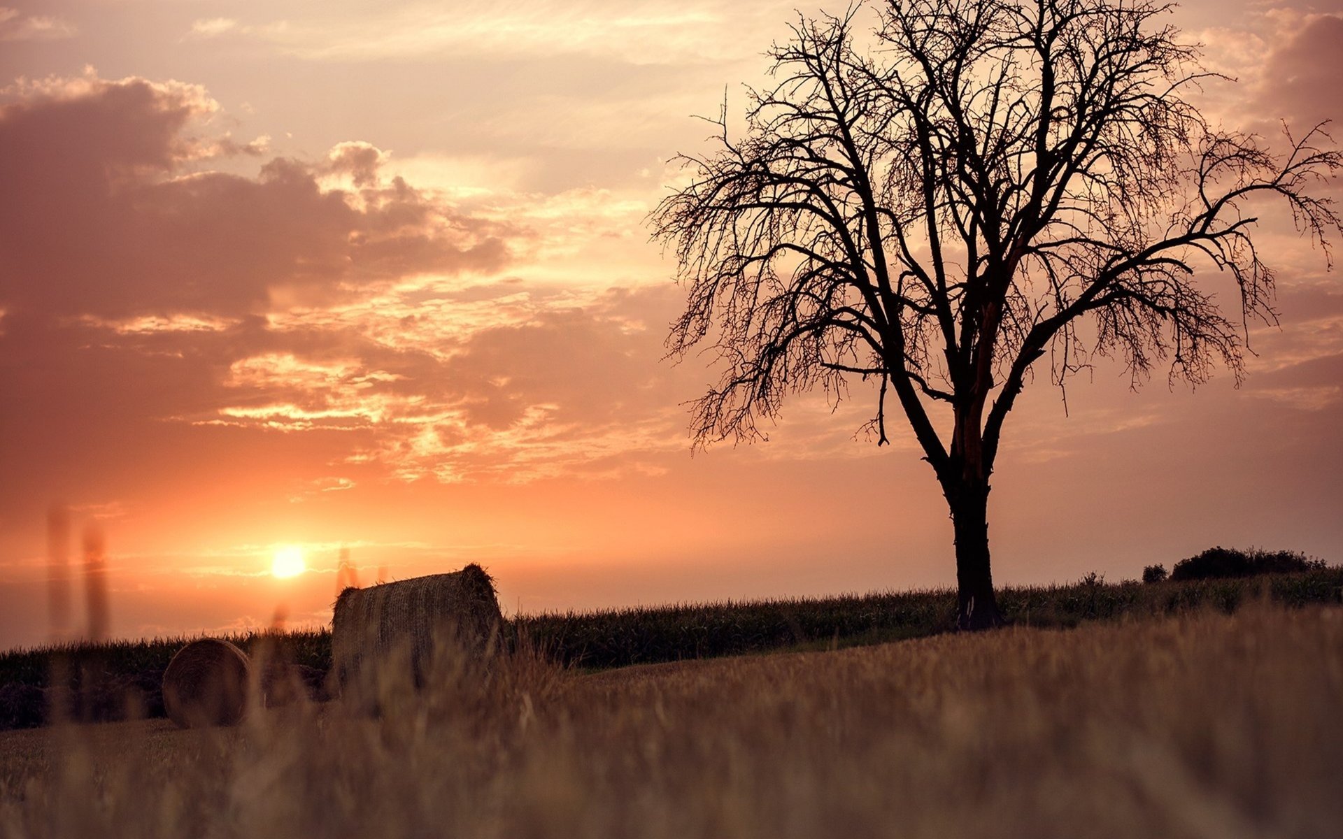 arbres paysage nature champ ciel