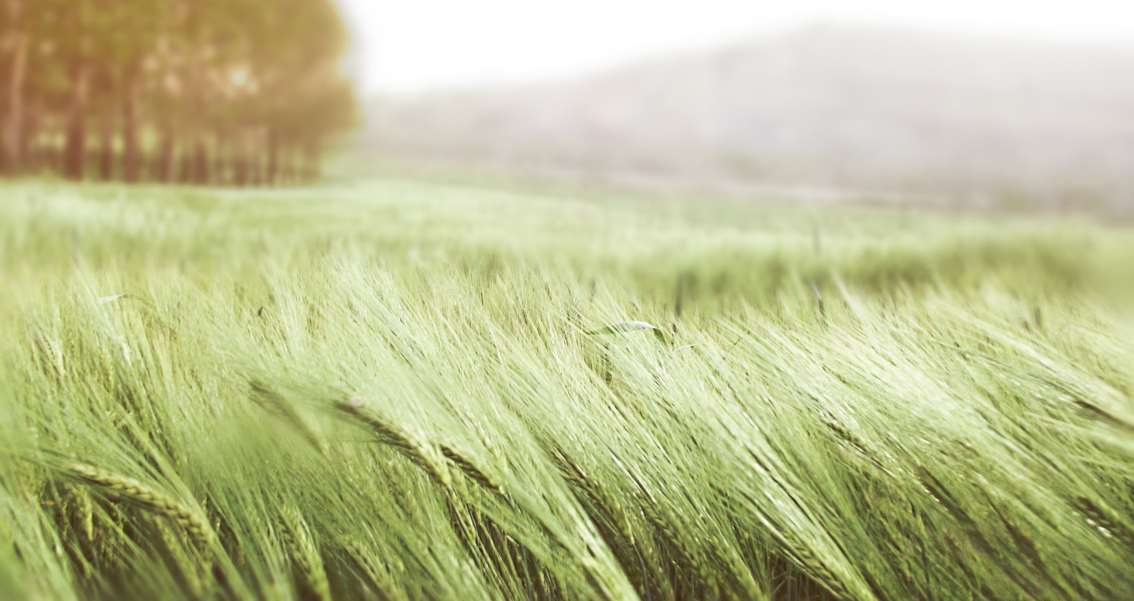 épis champ été blé vent herbe vert