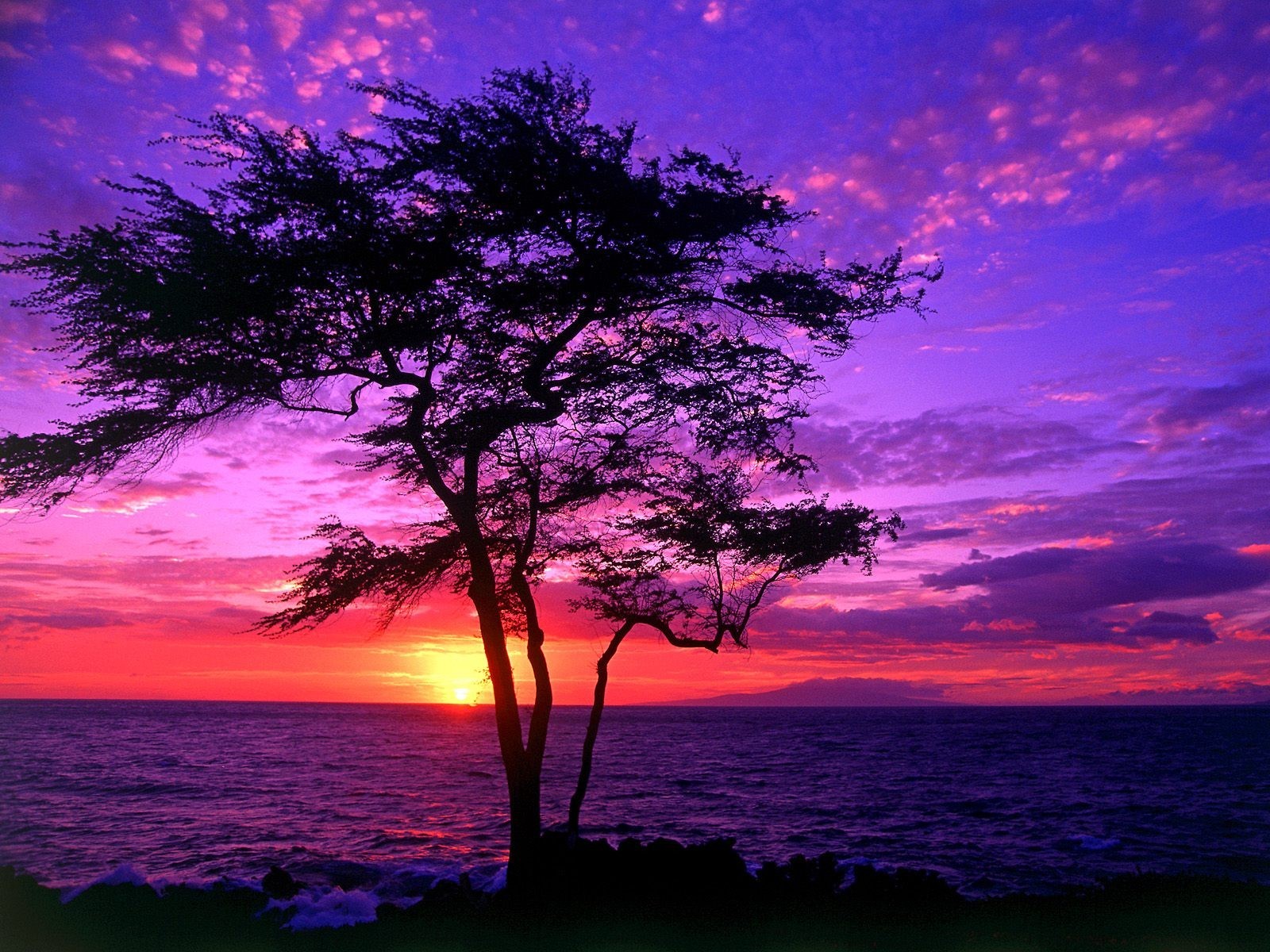 hawaii arbre coucher de soleil