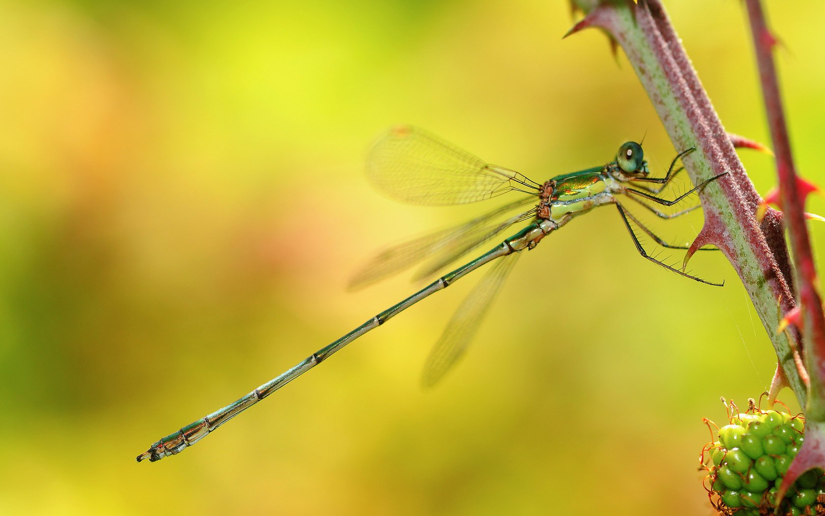 zweig makro libelle dornen