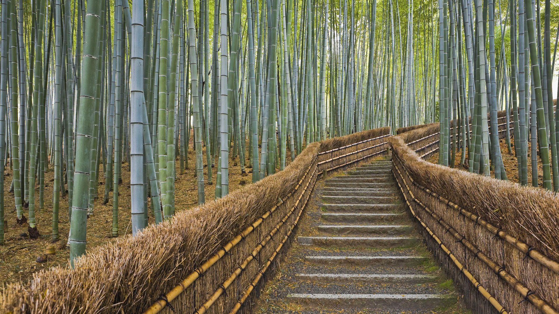 japan kyoto zaun fußweg bambus