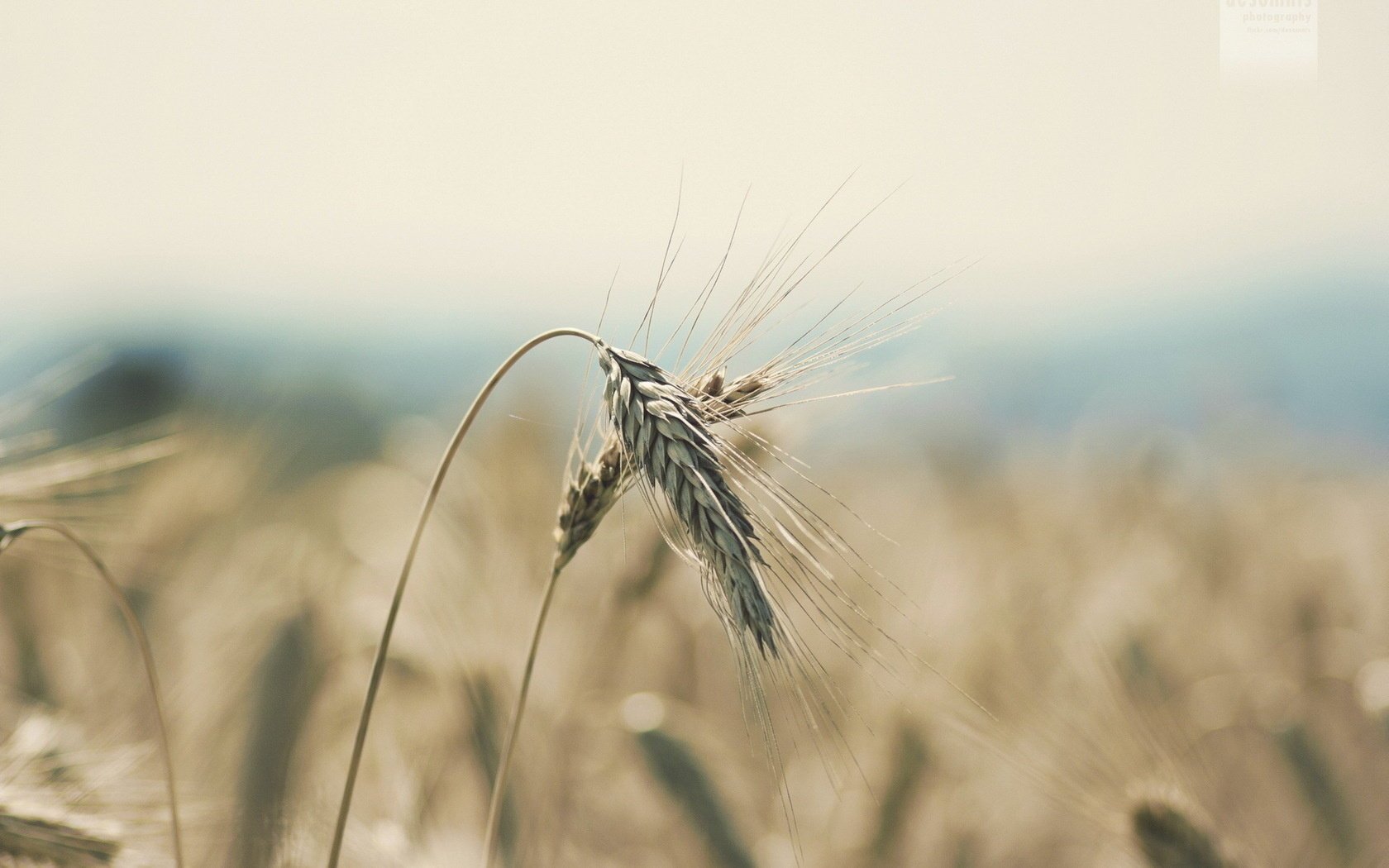 nature field ears summer