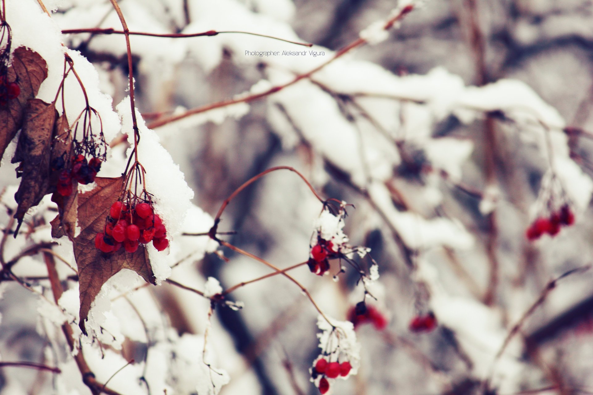 nature gros plan neige viorne hiver