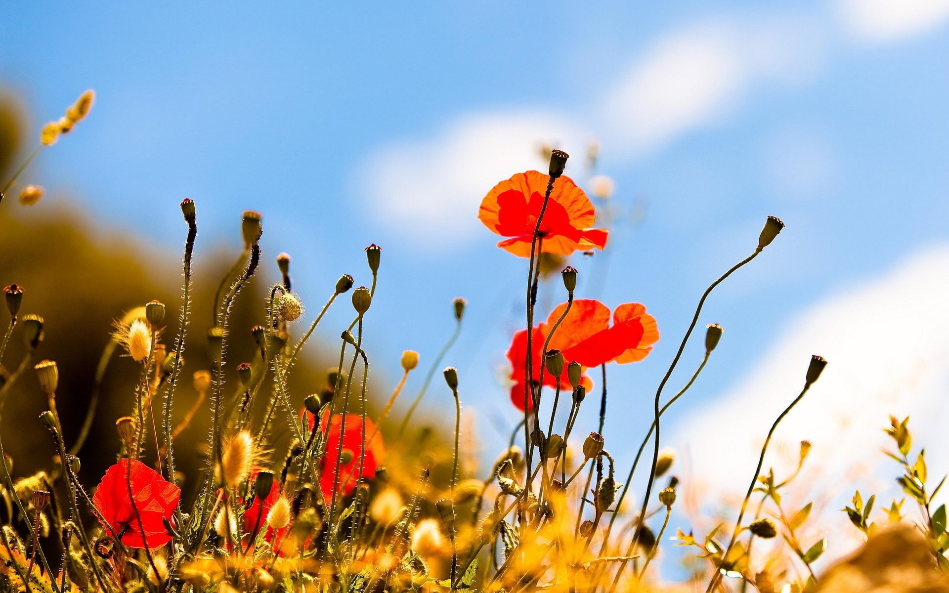 naturaleza amapolas cielo verano