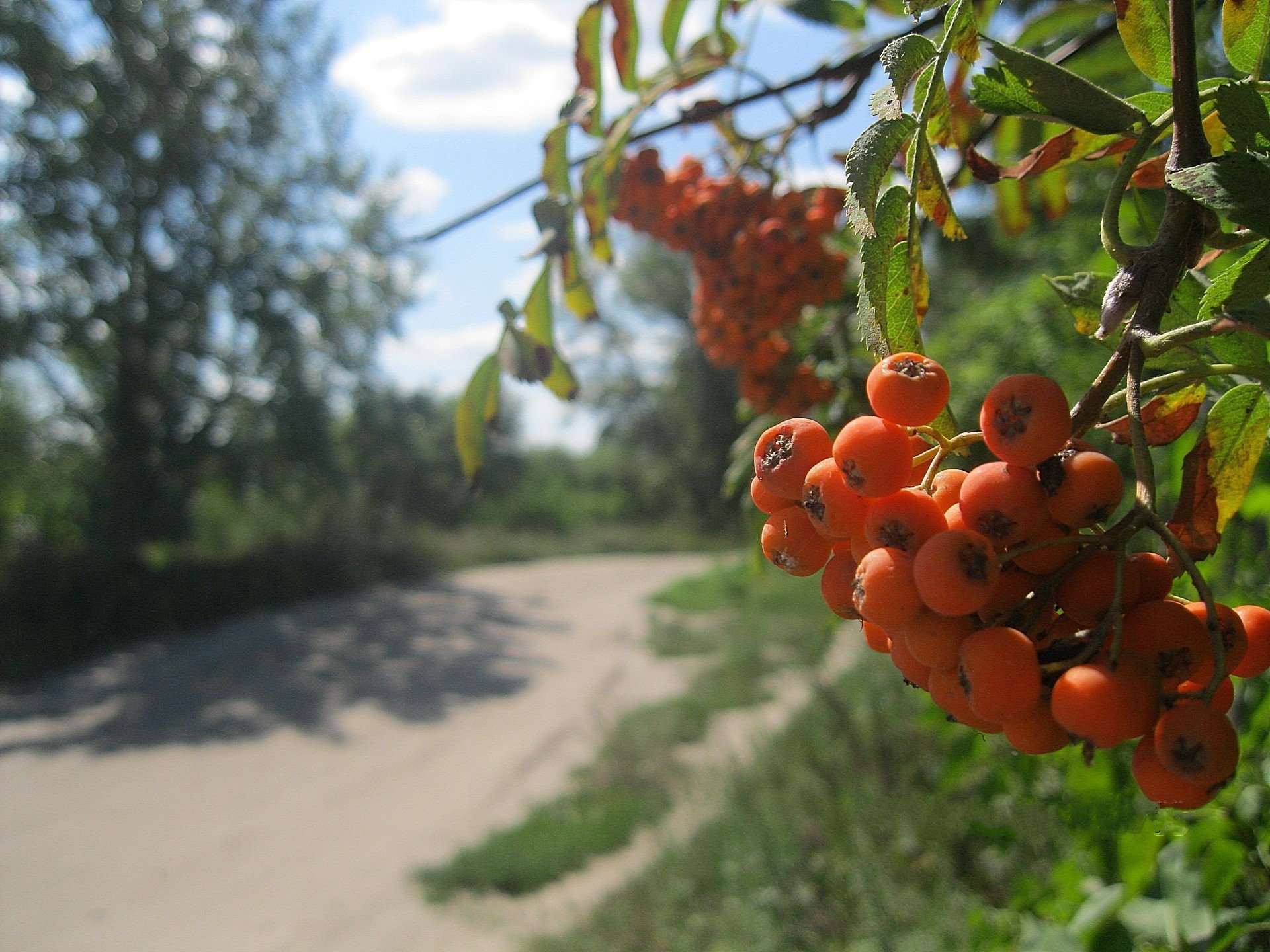 jarzębina grono droga