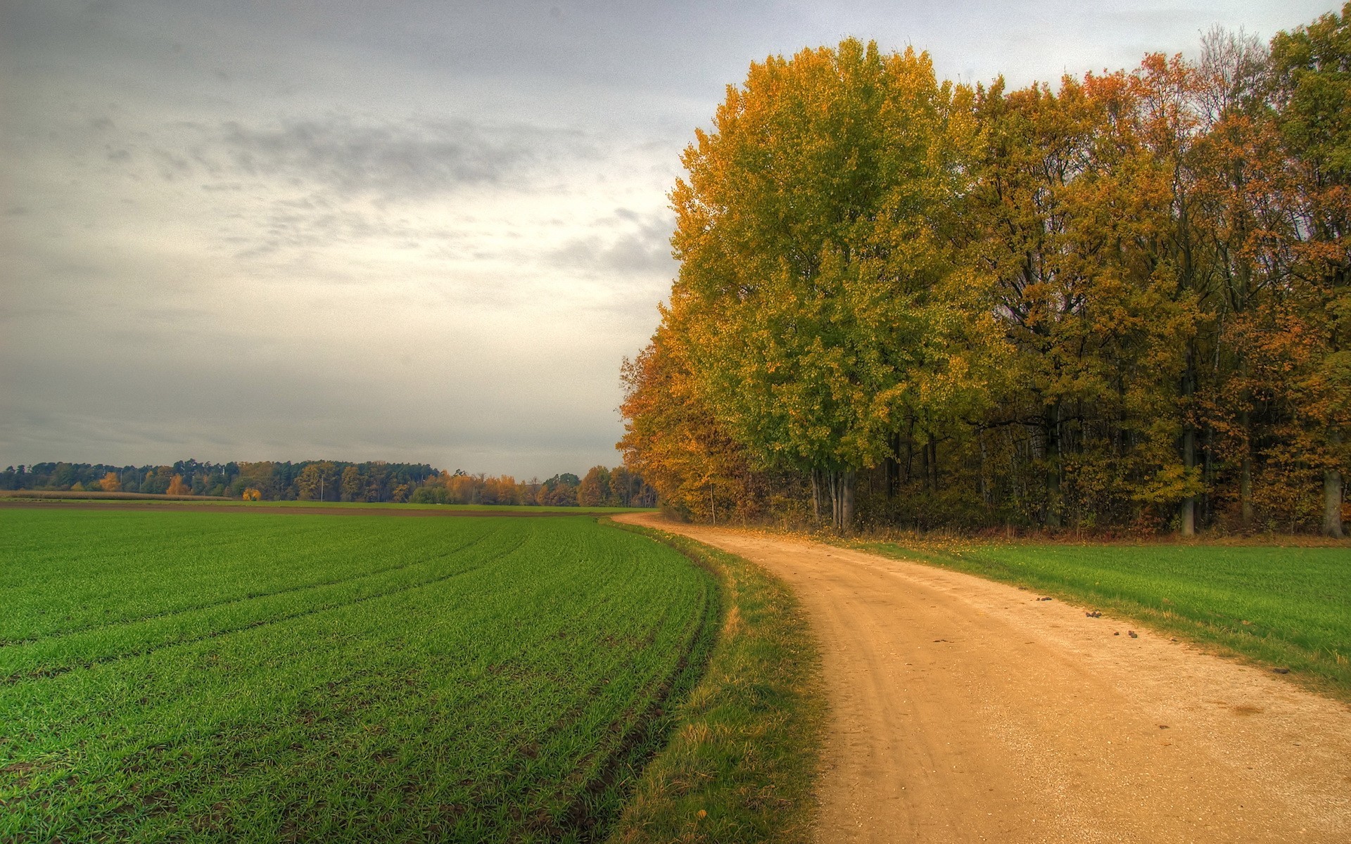 camino giro campo árboles