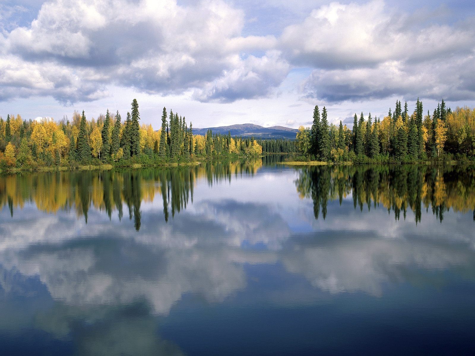 arbres réflexion lac