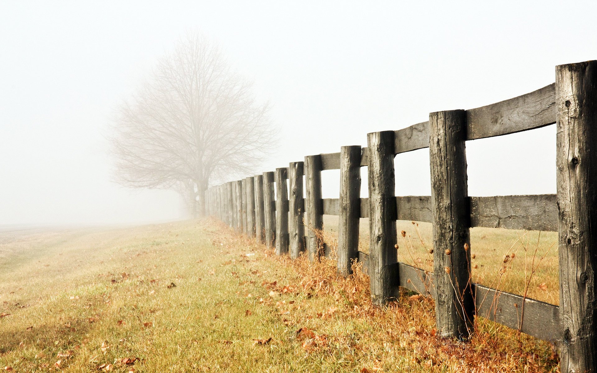 solo finales de otoño niebla árbol