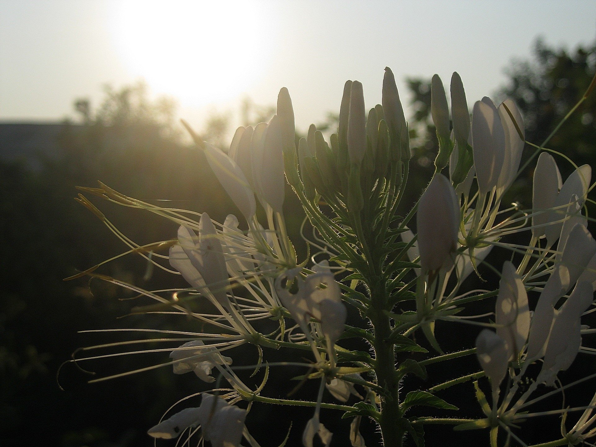 fiore cleoma bianco viticci tramonto