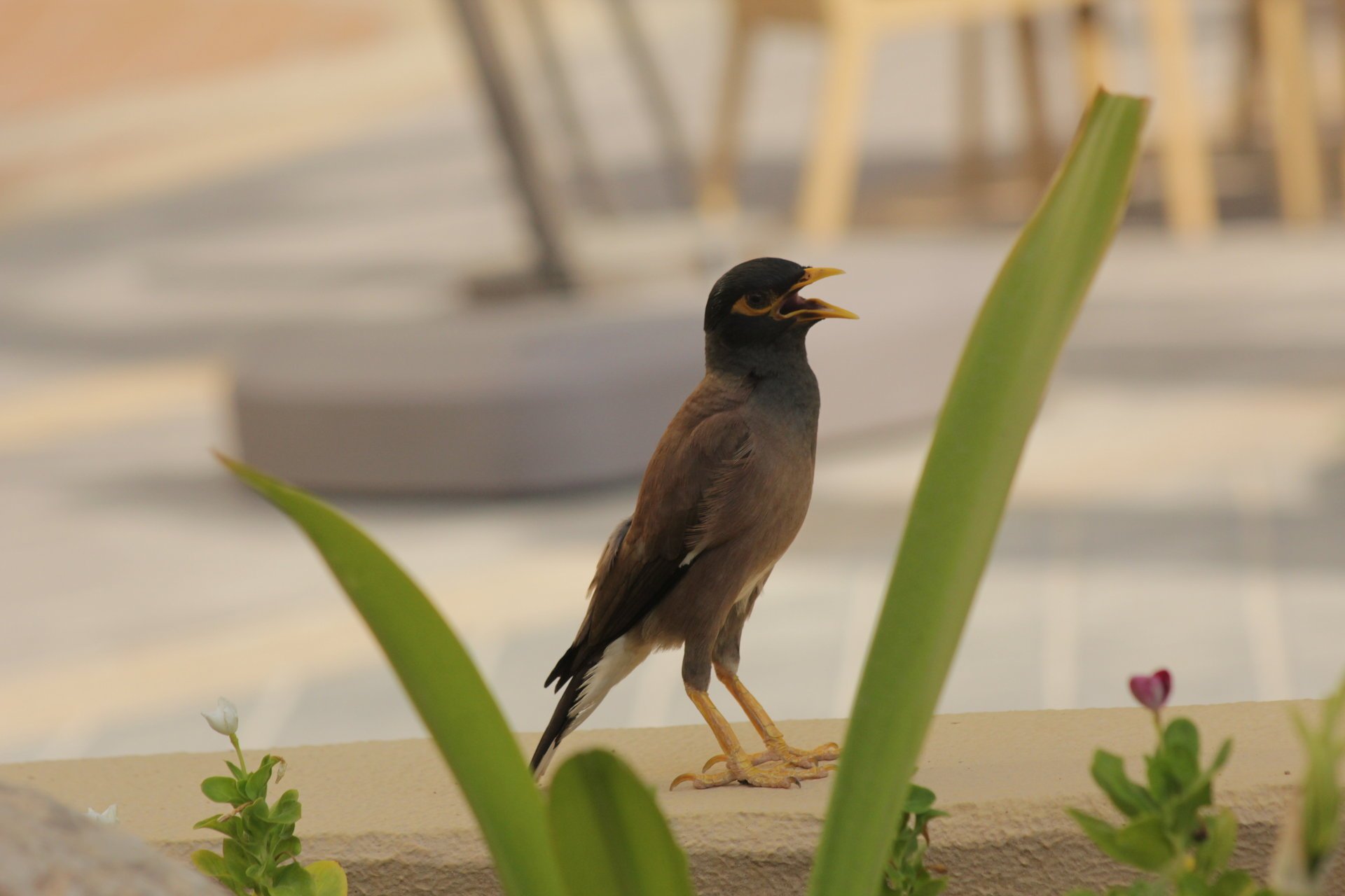 oiseau herbe