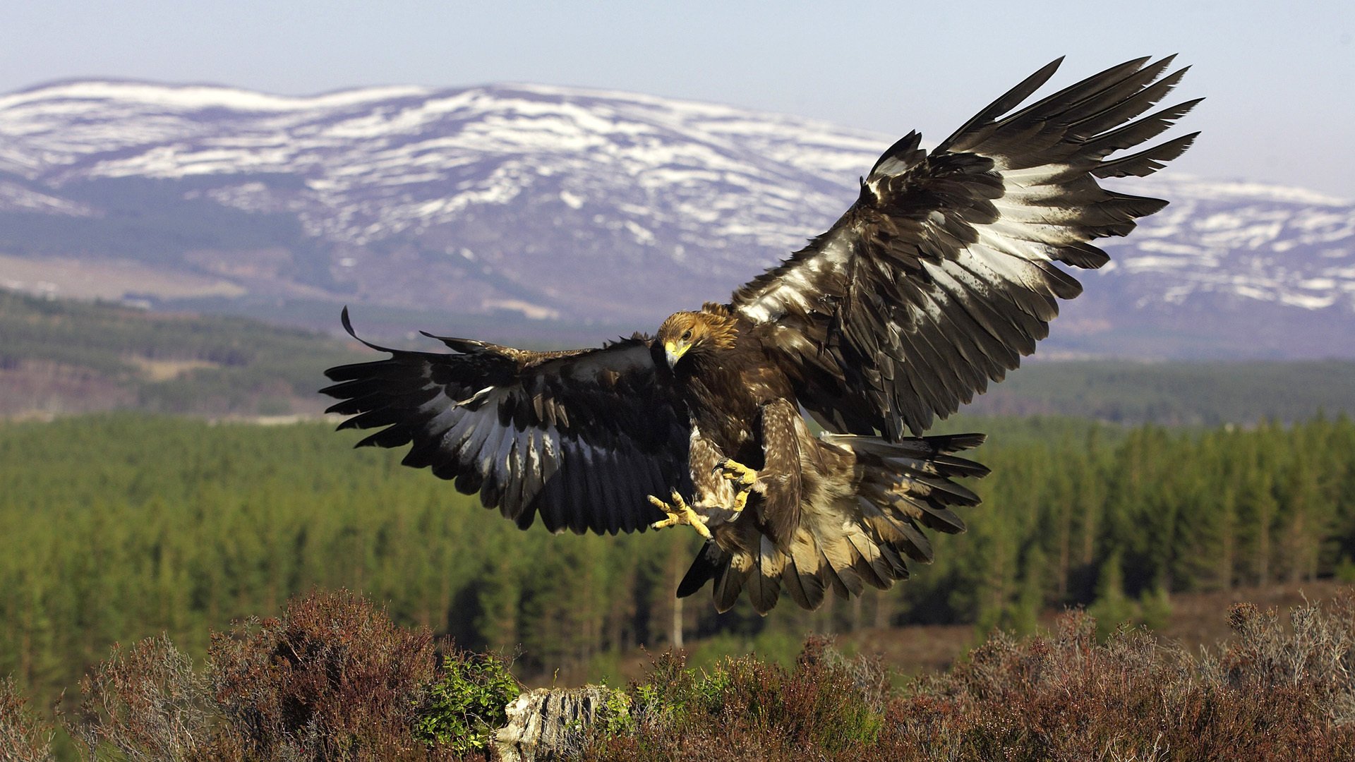 golden eagle птица золотой орел хищник полет крылья