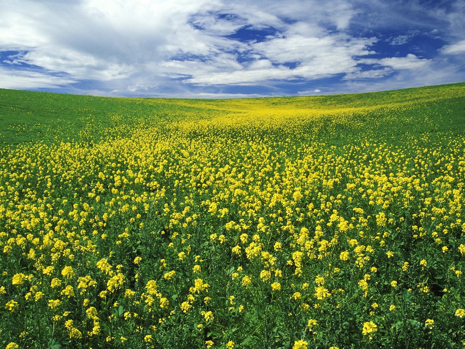 champ fleurs nuages été