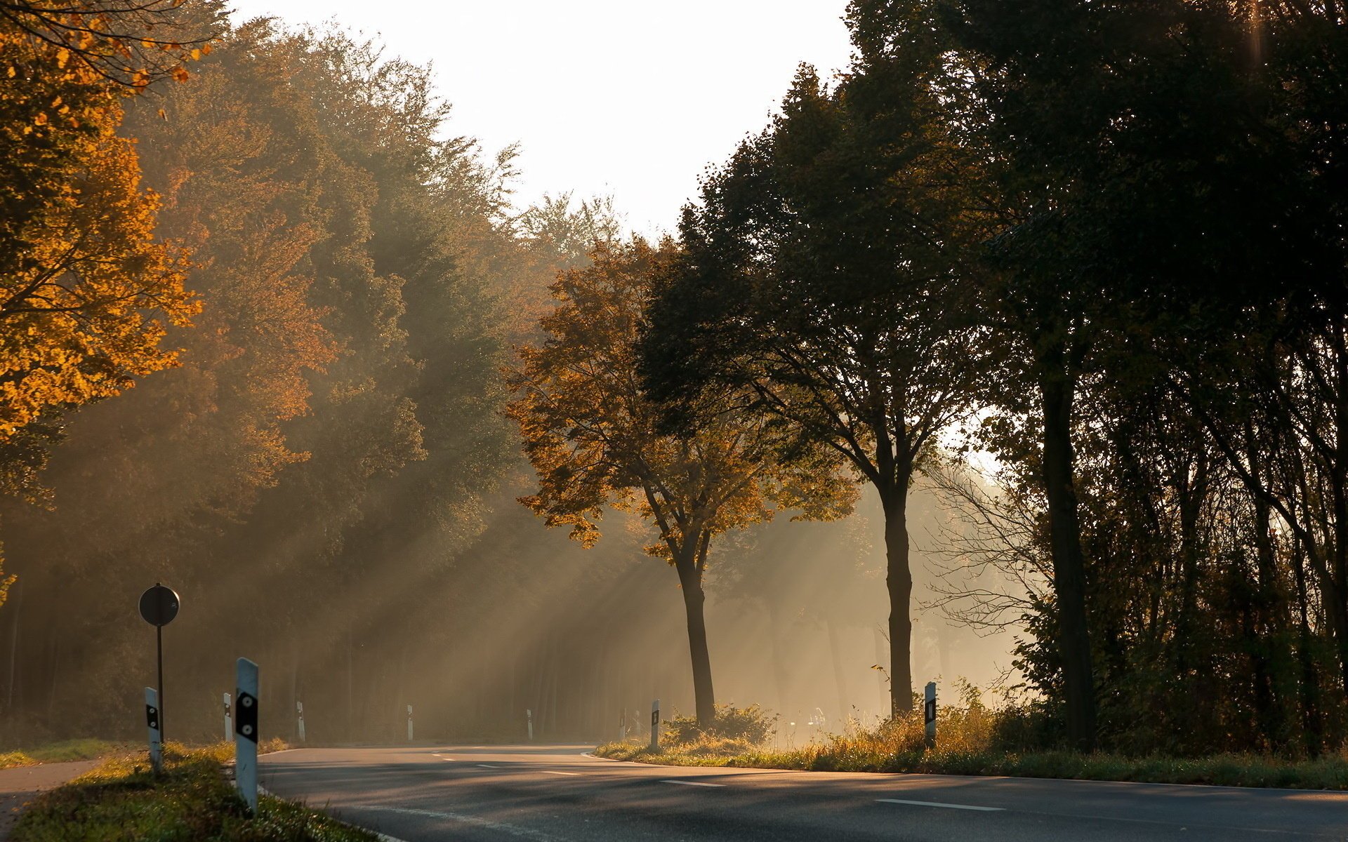 straße licht bäume