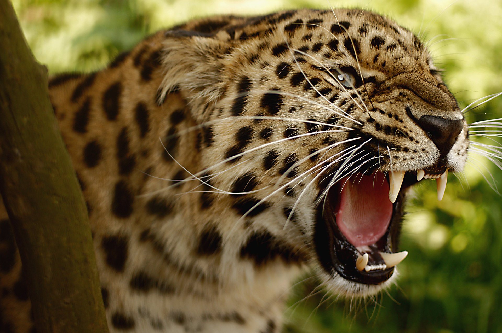 leopardo sonrisa gato grande amenaza