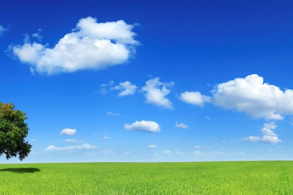 A tree in a field in the sky clouds