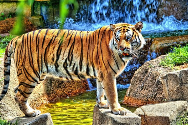 The tiger stands near the snowfall on the rocks