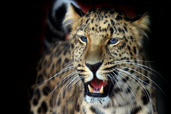 Leopardo con fondo negro sudoroso abierto