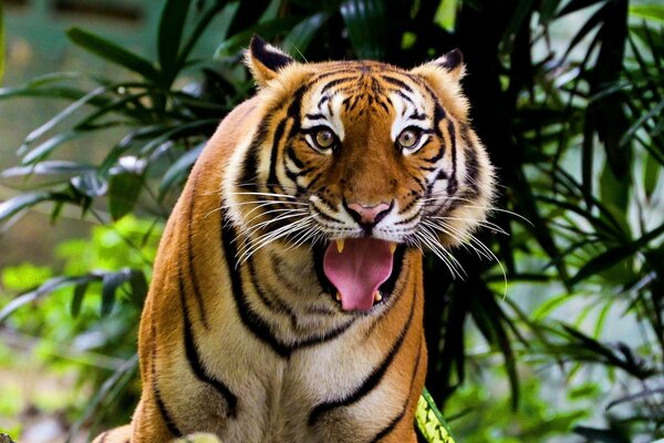 The mouth of a surprised Indian tiger