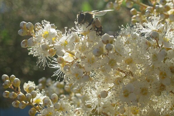 Пчела на белых цветах на закате