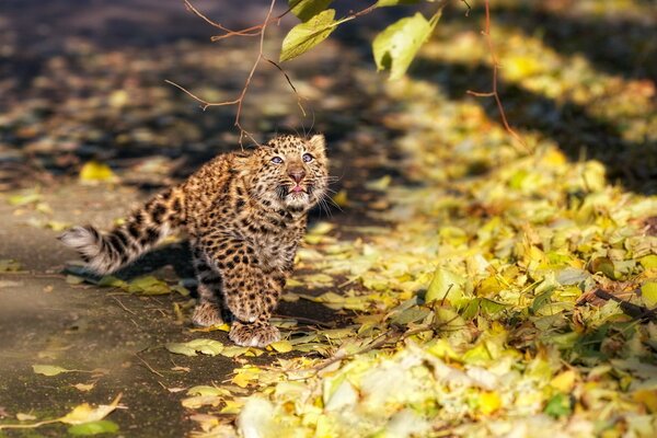 Un gatito leopardo bajo una rama de otoño