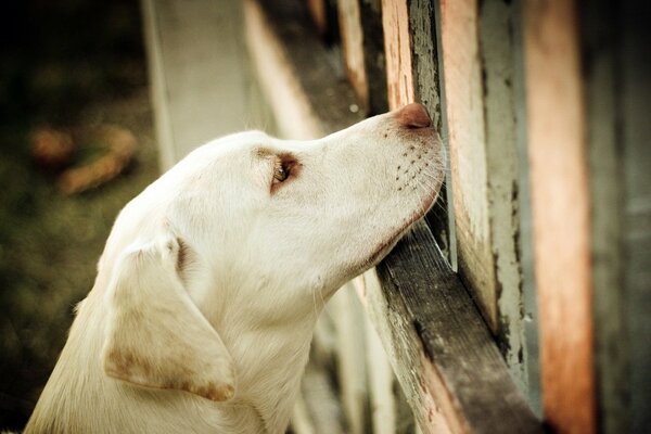 Museau d un chien blanc Retriever regardant dans la fente dans la clôture