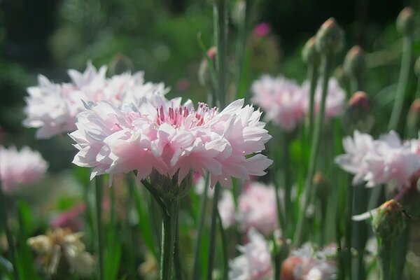 Acianos rosados en flor