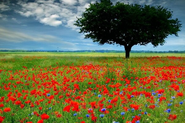 Landschaft von Mohn- und Baumfeldern