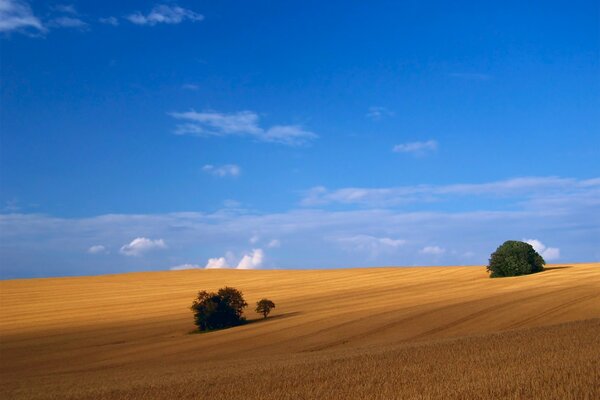 Lonely trees in a spacious field