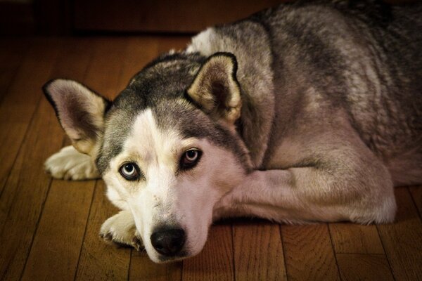 Blue-eyed husky misses the owner