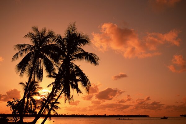 Czerwony zachód słońca nad palmami i wodą