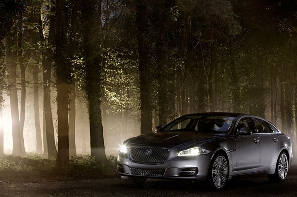 Grey Jaguar car in the forest at night