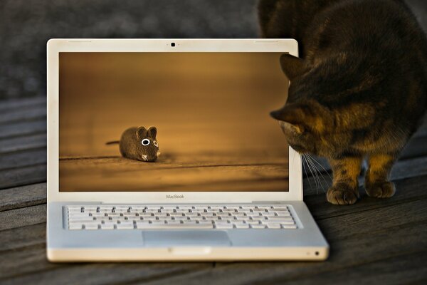 Kot patrzy na ekran na którym mysz