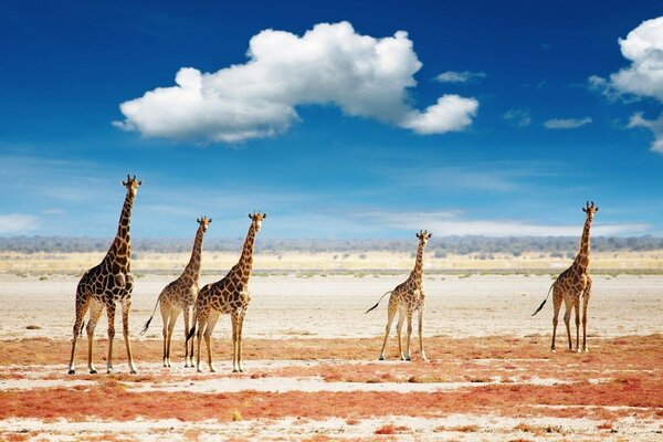 Giraffes on a beautiful sky background