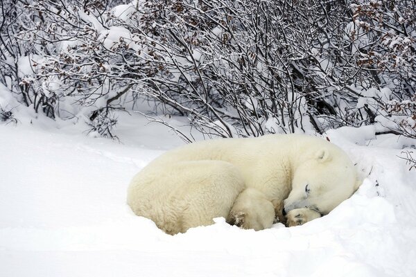 Śpiący na śniegu niedźwiedź polarny