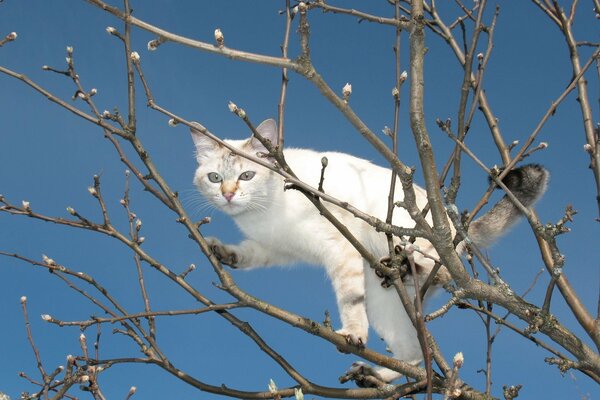 Gatto bianco su un albero Calvo